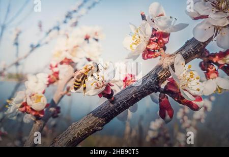 Nahaufnahme einer fleißigen Honigbiene sammelt Nektar von einem blühenden Aprikosenbaum. Kleine, schwarze und goldene Biene pflückt Pollen aus blühenden Fruchtblumen. Stockfoto