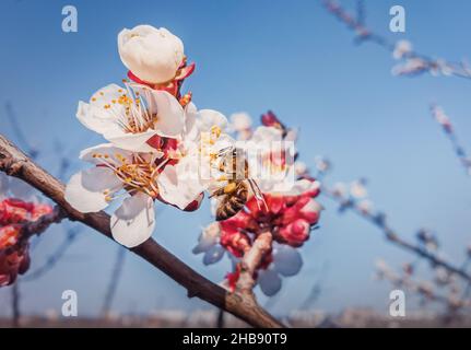 Nahaufnahme einer fleißigen Biene, die Pollen von blühenden Aprikosenbäumen sammelt. Frühlingshintergrund mit Honigbiene, die Nektar aus blühender Fruchtblüte sammelt Stockfoto