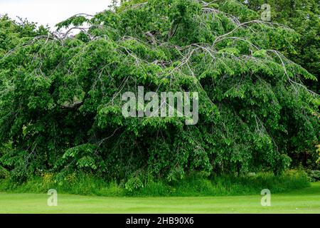 Minimalistischer monochromer grüner Hintergrund mit wildem Azaleen oder Rhododendron Pflanzen alte grüne Bäume und Blätter in einem Park an einem Sommertag in Schottland Stockfoto