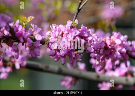 Viele lebendige rosa Blüten des Cercis siliquastrum, allgemein bekannt als Judas-Baum oder Judas-Baum, in einem Garten an einem sonnigen Frühlingstag, schöne Outdoor-Flora Stockfoto