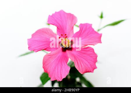 Eine große und zarte Hibiskusblüte in leuchtendem Pink-Magenta in einem Gartentopf nahe einer hellgrauen Wand, Blumenhintergrund im Innenbereich, mit Selectiv fotografiert Stockfoto