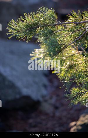 Weich fokussierte junge Kiefernknospen. Pinus sylvestris, pinus nigra, Zweige der Bergkiefer. Pinus-Baum an einem sonnigen Tag mit dem Hintergrund der Sonne Stockfoto