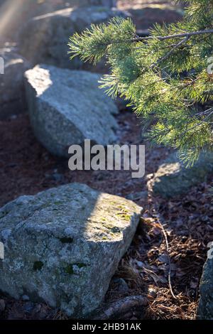 Weich fokussierte junge Kiefernknospen. Pinus sylvestris, pinus nigra, Zweige der Bergkiefer. Pinus-Baum an einem sonnigen Tag mit dem Hintergrund der Sonne Stockfoto