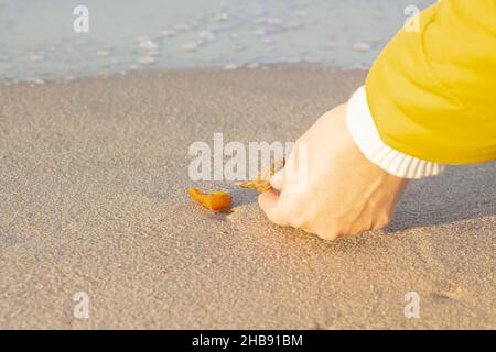 Bernstein auf feinem Sand. Die Hand nimmt ein Stück Steinharz. Eine Hand nimmt ein schönes Stück Bernstein aus dem Sand Stockfoto