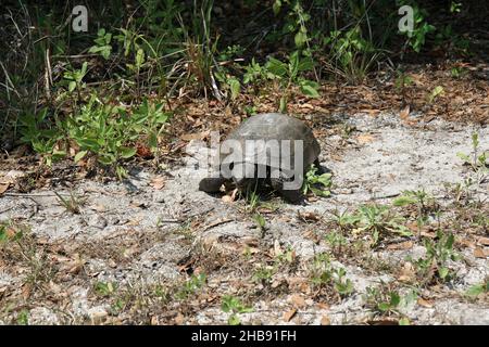 Gopher Tortoise - Gopherus polyphemus - in natürlichem Lebensraum in Zentral-Florida, USA. Stockfoto