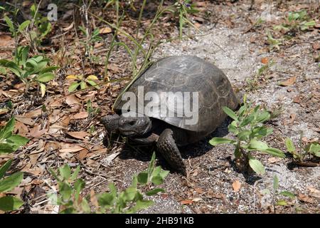 Gopher Tortoise - Gopherus polyphemus - in natürlichem Lebensraum in Zentral-Florida, USA. Stockfoto