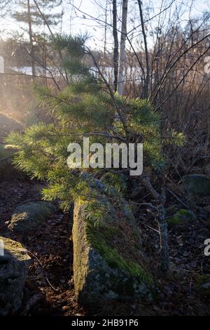 Weich fokussierte junge Kiefernknospen. Pinus sylvestris, pinus nigra, Zweige der Bergkiefer. Pinus-Baum an einem sonnigen Tag mit dem Hintergrund der Sonne Stockfoto