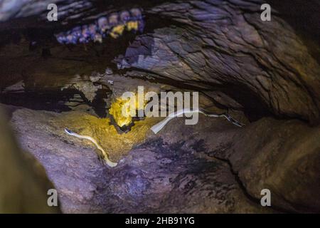 Ridleys Schönheitsnatter auch Höhlenbewohner Rattennatter oder Höhlenracer , Elaphe taeniura ridleyi in einer Höhle im Taman Negara Nationalpark, Malaysia Stockfoto