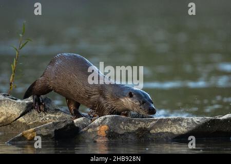 Eurasische Fischotter (Lutra Lutra) Stockfoto