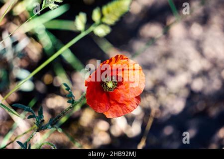 Wildblumenfotografie in spanien. Stockfoto