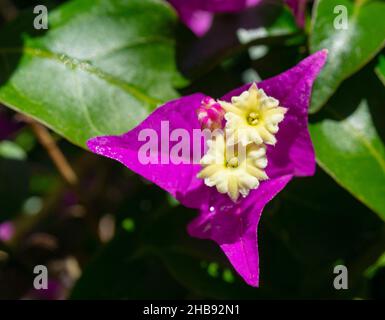 Wildblumenfotografie in spanien. Stockfoto