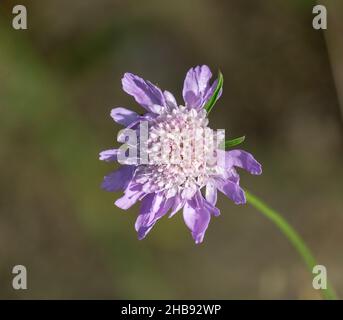 Wildblumenfotografie in spanien. Stockfoto