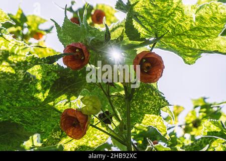 Wildblumenfotografie in spanien. Stockfoto