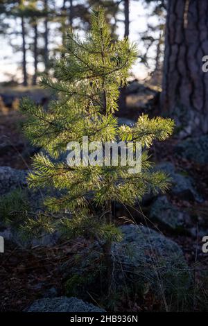 Weich fokussierte junge Kiefernknospen. Pinus sylvestris, pinus nigra, Zweige der Bergkiefer. Pinus-Baum an einem sonnigen Tag mit dem Hintergrund der Sonne Stockfoto