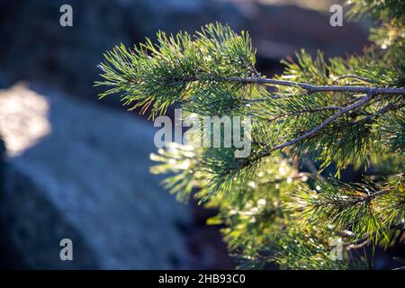 Weich fokussierte junge Kiefernknospen. Pinus sylvestris, pinus nigra, Zweige der Bergkiefer. Pinus-Baum an einem sonnigen Tag mit dem Hintergrund der Sonne Stockfoto