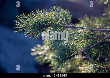 Weich fokussierte junge Kiefernknospen. Pinus sylvestris, pinus nigra, Zweige der Bergkiefer. Pinus-Baum an einem sonnigen Tag mit dem Hintergrund der Sonne Stockfoto