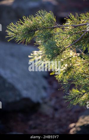 Weich fokussierte junge Kiefernknospen. Pinus sylvestris, pinus nigra, Zweige der Bergkiefer. Pinus-Baum an einem sonnigen Tag mit dem Hintergrund der Sonne Stockfoto