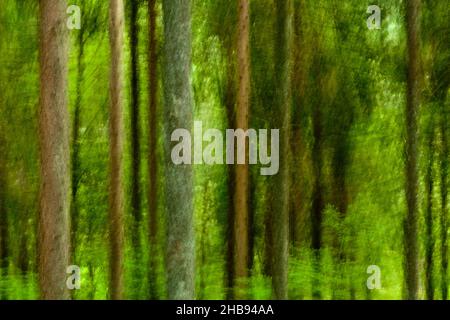 Abstrahierte, verschwommene Bäume in frischem Grün in einem Wald im Frühjahr Stockfoto