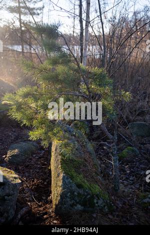 Weich fokussierte junge Kiefernknospen. Pinus sylvestris, pinus nigra, Zweige der Bergkiefer. Pinus-Baum an einem sonnigen Tag mit dem Hintergrund der Sonne Stockfoto