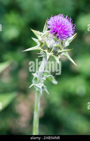 Silybum marianum, cardus marianus, Mariendistel, gesegnete Milchdistel, Mariendistel, Outdoor, natürliche Umgebung, Mariendistel, Mariendistel Stockfoto