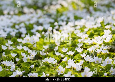 Blühender Sauerampfer (Oxalis) auf einer Lichtung im Wald Stockfoto