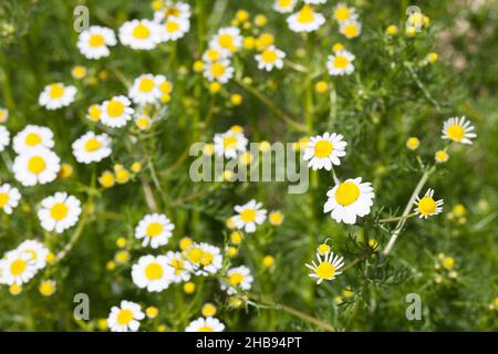 Kamille, wahr, viele, Blumen, oben, Gelb, Matricaria, Kamilla, Kamille, Wildkräuter, Wildgemüse, Blume, Frühling, weiß, frisch, Blätter, vor Stockfoto