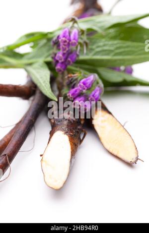 Beinwurzel, Symphytum officinale L, Blume, Wurzeln, Blatt, Pflanze, weiß, vorne, weiß, Hintergrund, Symphytum, officinale isoliert, innen, geschnitten, medi Stockfoto