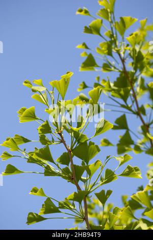 Ginkgo, mehr, Ast, Zweig, Blätter, Baum, Ginkgo biloba, Blätter, Ginko, Blatt, Frisch, grün, grün, Hintergrund, Details, Detail, nah, nah, biloba, Stockfoto