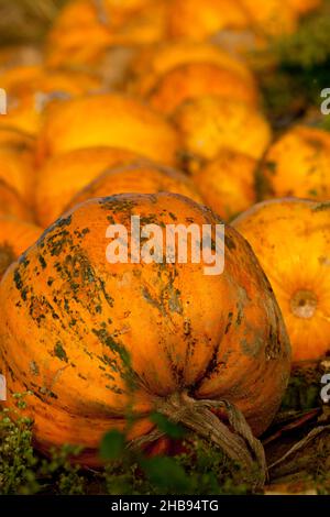 In der Nähe, Kürbis, Feld, Linie, Kürbisse, Reihen, Steiermark, Samenöl, gelb, Streifen, Erde, Boden, braun, Linien, Herbst, Close, orange, reif, Country, Outdoor Stockfoto