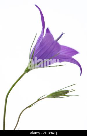 Auenglockenblume, Campanula patula, Glockenblume, einzeln, lila, Blumen, Blume, Wiese Bellflower, A, lila, Details, weiß, offen, offen, insi Stockfoto