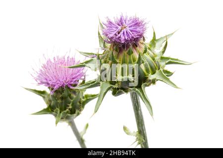 Milchdistel, Blüte, Blüte, Details, Distel, Medizin, lila, Silybum marianum, weiß, Hintergrund, Carduus Marianus, stehend, ganz, Leber, frisch Stockfoto