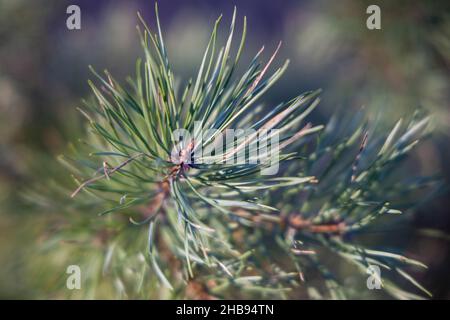 Weich fokussierte junge Kiefernknospen. Pinus sylvestris, pinus nigra, Zweige der Bergkiefer. Pinus-Baum an einem sonnigen Tag mit dem Hintergrund der Sonne Stockfoto