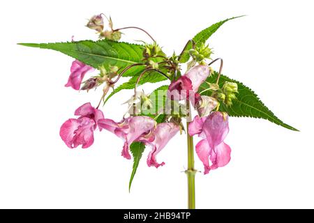 Balsam, Himalayan, weiß, Hintergrund, indisch, Balsam, Himalayan, Neophyt, Pflanze freigesetzt, geschnitten, Isoliert, weiß, Details, Blume, Blätter, Detail, schnurrl Stockfoto