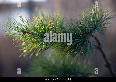 Weich fokussierte junge Kiefernknospen. Pinus sylvestris, pinus nigra, Zweige der Bergkiefer. Pinus-Baum an einem sonnigen Tag mit dem Hintergrund der Sonne Stockfoto