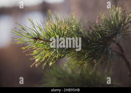 Weich fokussierte junge Kiefernknospen. Pinus sylvestris, pinus nigra, Zweige der Bergkiefer. Pinus-Baum an einem sonnigen Tag mit dem Hintergrund der Sonne Stockfoto