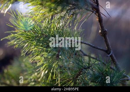 Weich fokussierte junge Kiefernknospen. Pinus sylvestris, pinus nigra, Zweige der Bergkiefer. Pinus-Baum an einem sonnigen Tag mit dem Hintergrund der Sonne Stockfoto