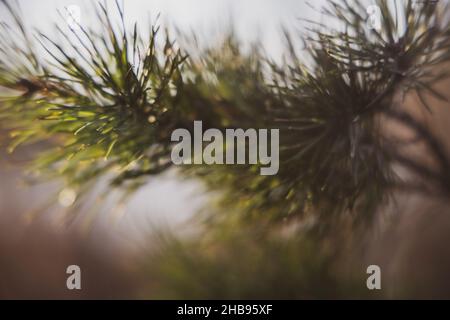 Weich fokussierte junge Kiefernknospen. Pinus sylvestris, pinus nigra, Zweige der Bergkiefer. Pinus-Baum an einem sonnigen Tag mit dem Hintergrund der Sonne Stockfoto