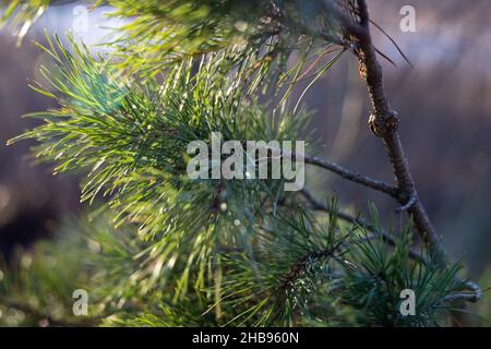 Weich fokussierte junge Kiefernknospen. Pinus sylvestris, pinus nigra, Zweige der Bergkiefer. Pinus-Baum an einem sonnigen Tag mit dem Hintergrund der Sonne Stockfoto