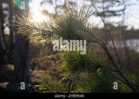 Weich fokussierte junge Kiefernknospen. Pinus sylvestris, pinus nigra, Zweige der Bergkiefer. Pinus-Baum an einem sonnigen Tag mit dem Hintergrund der Sonne Stockfoto