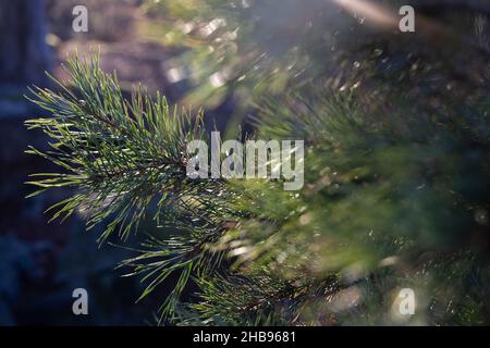 Weich fokussierte junge Kiefernknospen. Pinus sylvestris, pinus nigra, Zweige der Bergkiefer. Pinus-Baum an einem sonnigen Tag mit dem Hintergrund der Sonne Stockfoto