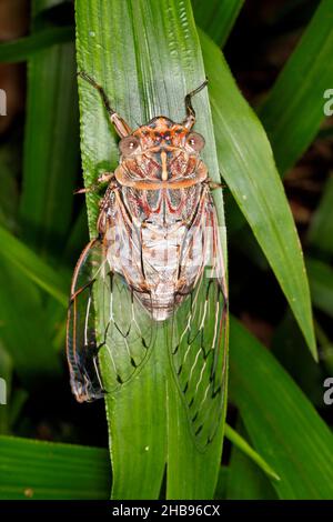 Rasiermesser Grinder Cicada, Henicopsaltria eydouxii. Coffs Harbour, NSW, Australien Stockfoto