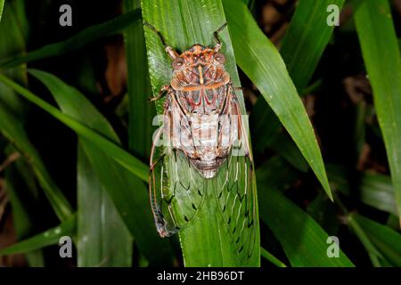 Rasiermesser Grinder Cicada, Henicopsaltria eydouxii. Coffs Harbour, NSW, Australien Stockfoto