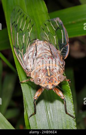 Rasiermesser Grinder Cicada, Henicopsaltria eydouxii. Coffs Harbour, NSW, Australien Stockfoto