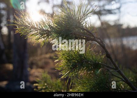 Weich fokussierte junge Kiefernknospen. Pinus sylvestris, pinus nigra, Zweige der Bergkiefer. Pinus-Baum an einem sonnigen Tag mit dem Hintergrund der Sonne Stockfoto