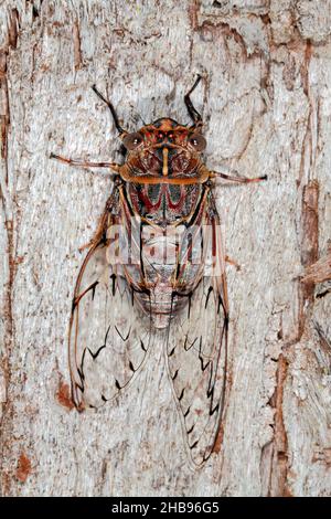 Rasiermesser Grinder Cicada, Henicopsaltria eydouxii. Coffs Harbour, NSW, Australien Stockfoto