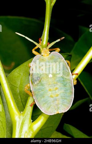 Oncomerinae Shield Bug, Rhoecus australasiae. Nymphe oder Instar. Dieser wahre Fehler ist ein großer Stinkfehler. Coffs Harbour, NSW, Australien Stockfoto