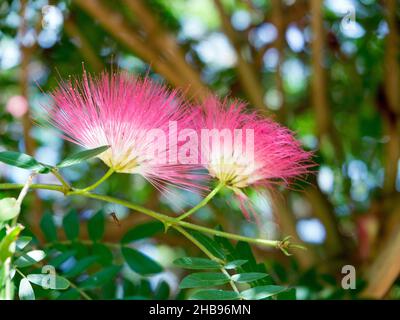 Blühende und duftende Mimosa / Silktree Stockfoto