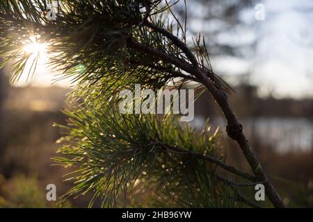 Weich fokussierte junge Kiefernknospen. Pinus sylvestris, pinus nigra, Zweige der Bergkiefer. Pinus-Baum an einem sonnigen Tag mit dem Hintergrund der Sonne Stockfoto