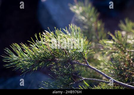 Weich fokussierte junge Kiefernknospen. Pinus sylvestris, pinus nigra, Zweige der Bergkiefer. Pinus-Baum an einem sonnigen Tag mit dem Hintergrund der Sonne Stockfoto