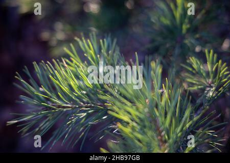 Weich fokussierte junge Kiefernknospen. Pinus sylvestris, pinus nigra, Zweige der Bergkiefer. Pinus-Baum an einem sonnigen Tag mit dem Hintergrund der Sonne Stockfoto